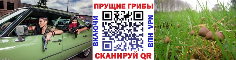 Псилоцибиновые грибы прущие грибы  купить закладку  блэк спрут зеркало  Любань 